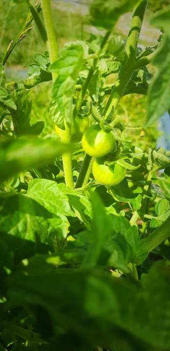 40477603_452303015278166_3732015285289353216_n